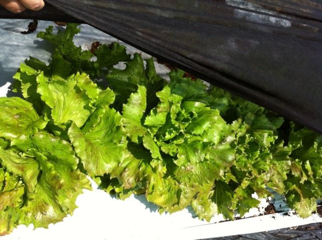  photo 8CDCEFAB-7899-46AD-AA16-ED93BFDC3946-1211-00000B73D81782CC_zpsb8790403.jpg